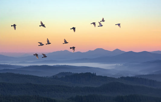 Gedicht: Rumi (1207–1273)