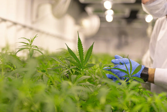 Cannabis in der Medizin