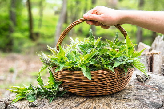 Alles andere als ein Unkraut