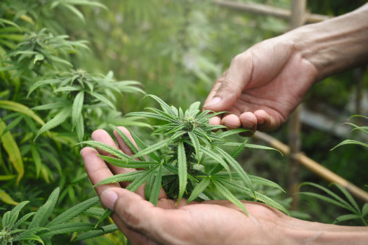 Cannabis-Legalisierung – Ja oder Nein?