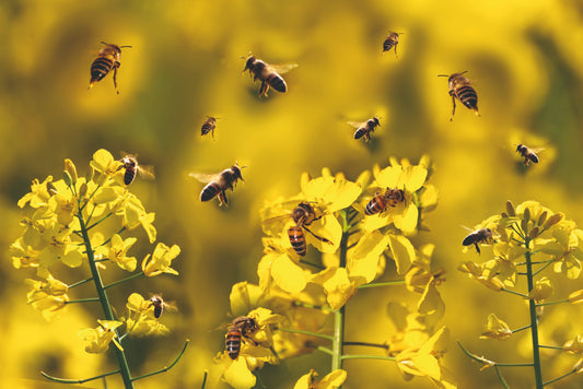 Bienen haben den Winter besser überstanden