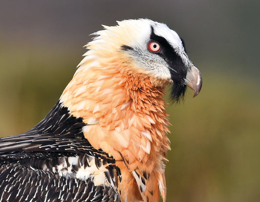 Die Rückkehr des grössten Alpenvogels