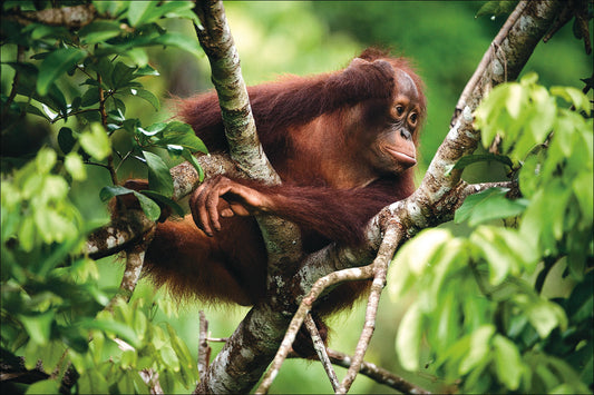 Tiere: Auch Orang-Utans nutzen Heilpflanzen