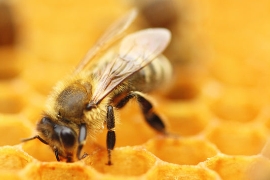 Die Wunderprodukte  der fleissigen Bienen