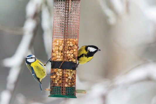 Finden Vögel im Winter genügend Nahrung?