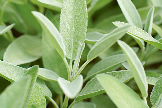 Die schönsten Salbeisorten für Balkon und Garten