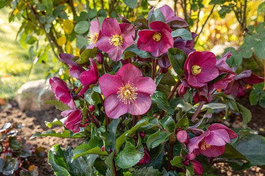 Lenzrosen – Zarte Frühlingsboten