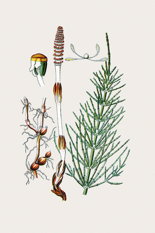 Die Medizin der Urpflanze