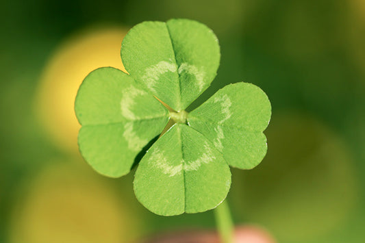 Was uns glücklich und zufrieden macht