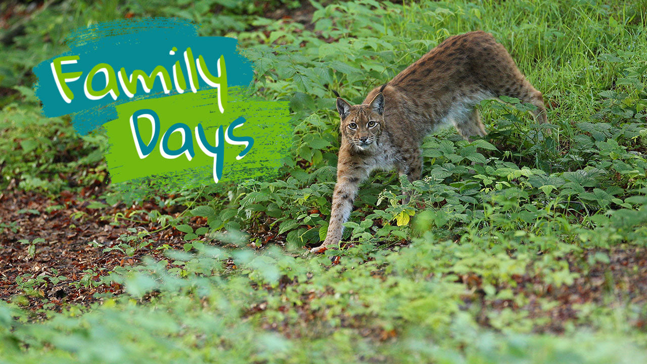 Family Days: Mit dem Luchs auf Sommerabenteuer